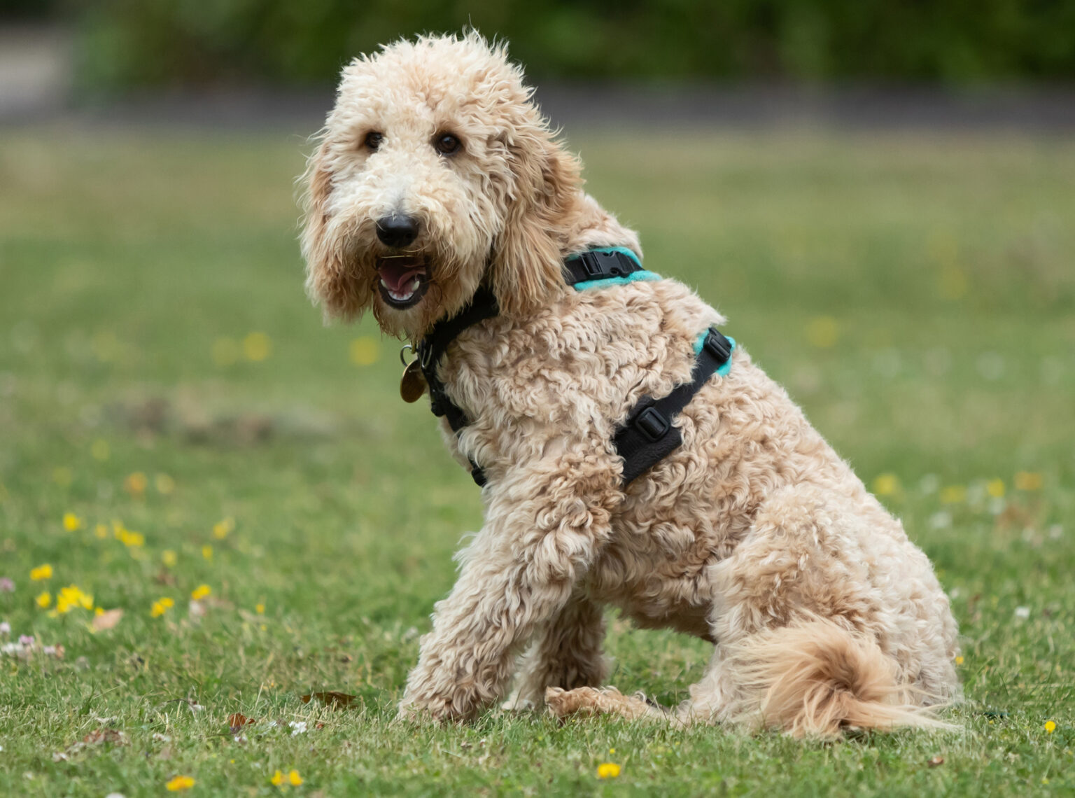 Dog Trainer Swindon Forseti Behaviour & Training